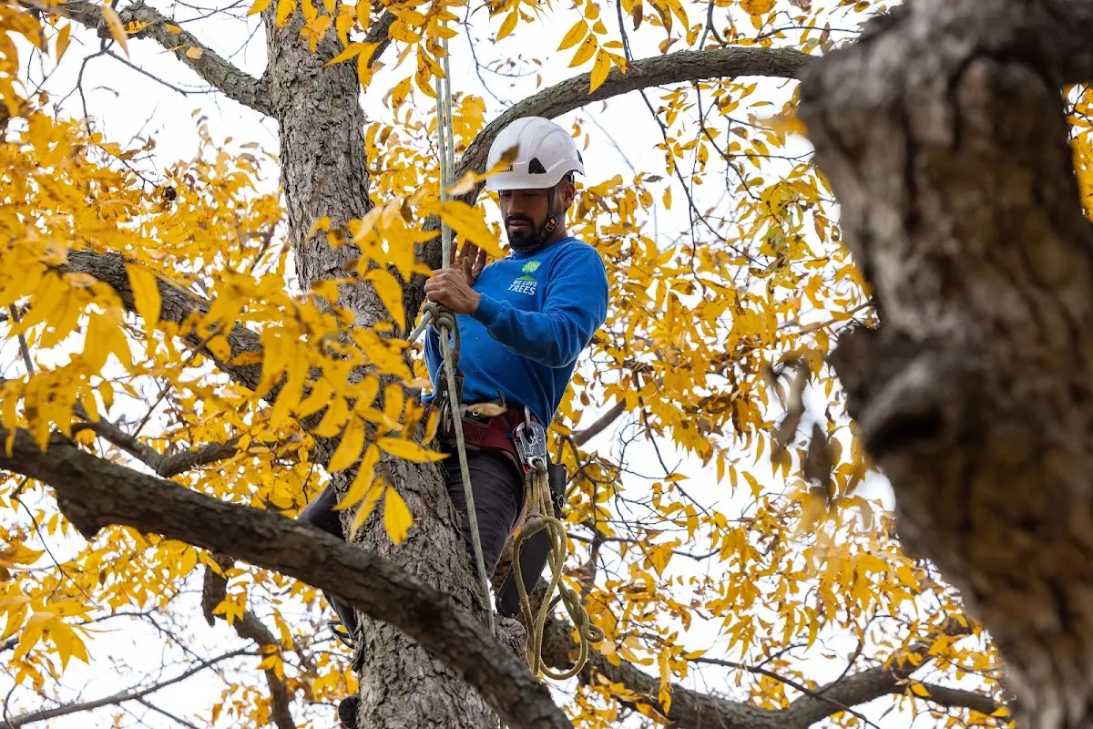 Skilled Tree Trimming crew working in Peoria