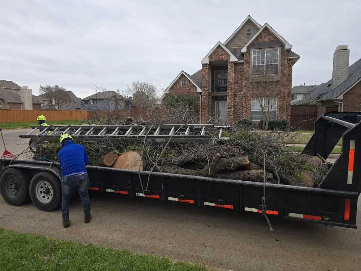 Expert Deadwooding with proper safety equipment in Peoria